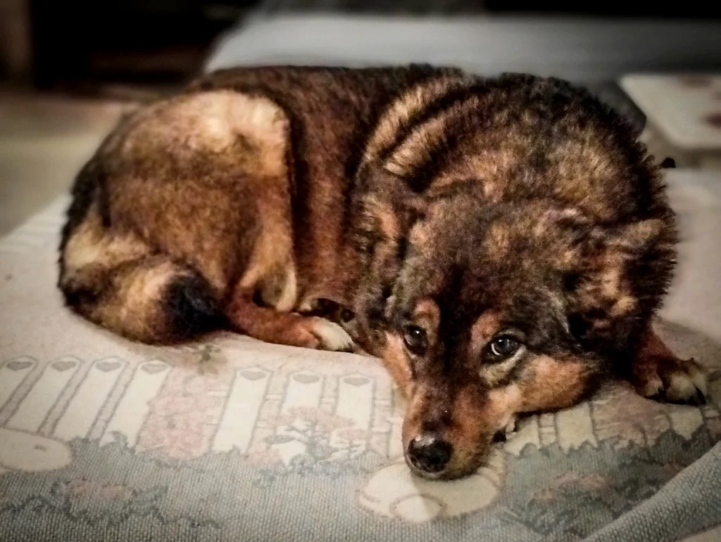 Chien couché sur le canapé