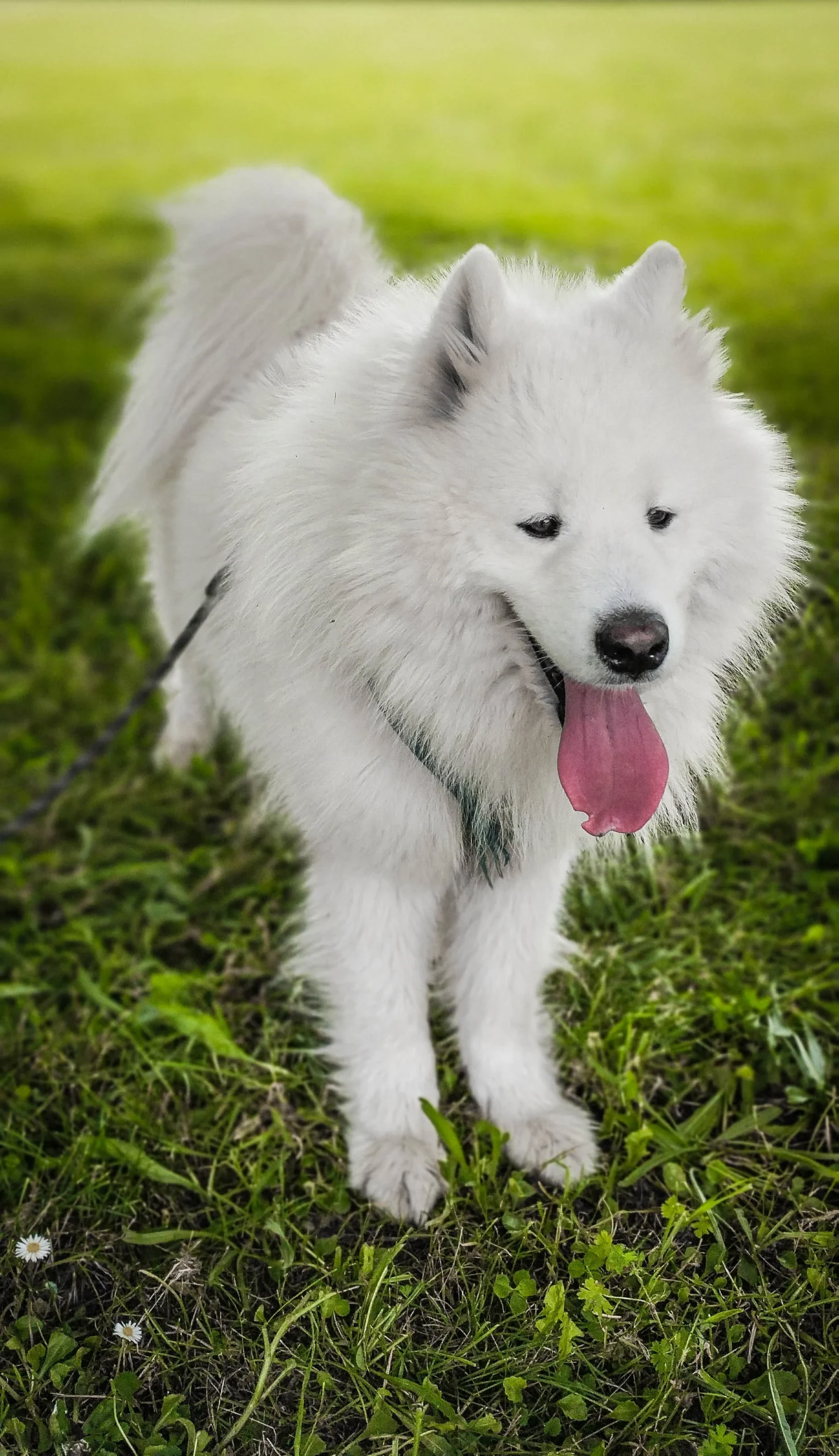 Chien blanc en laisse pour la balade