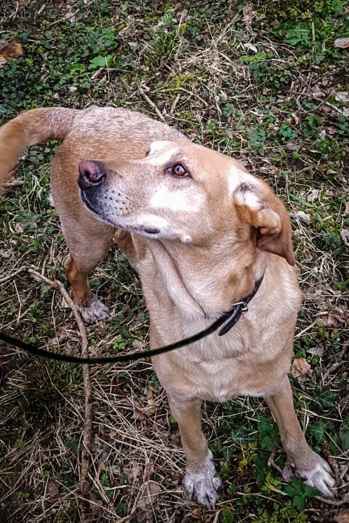 Chien en laisse pour la balade