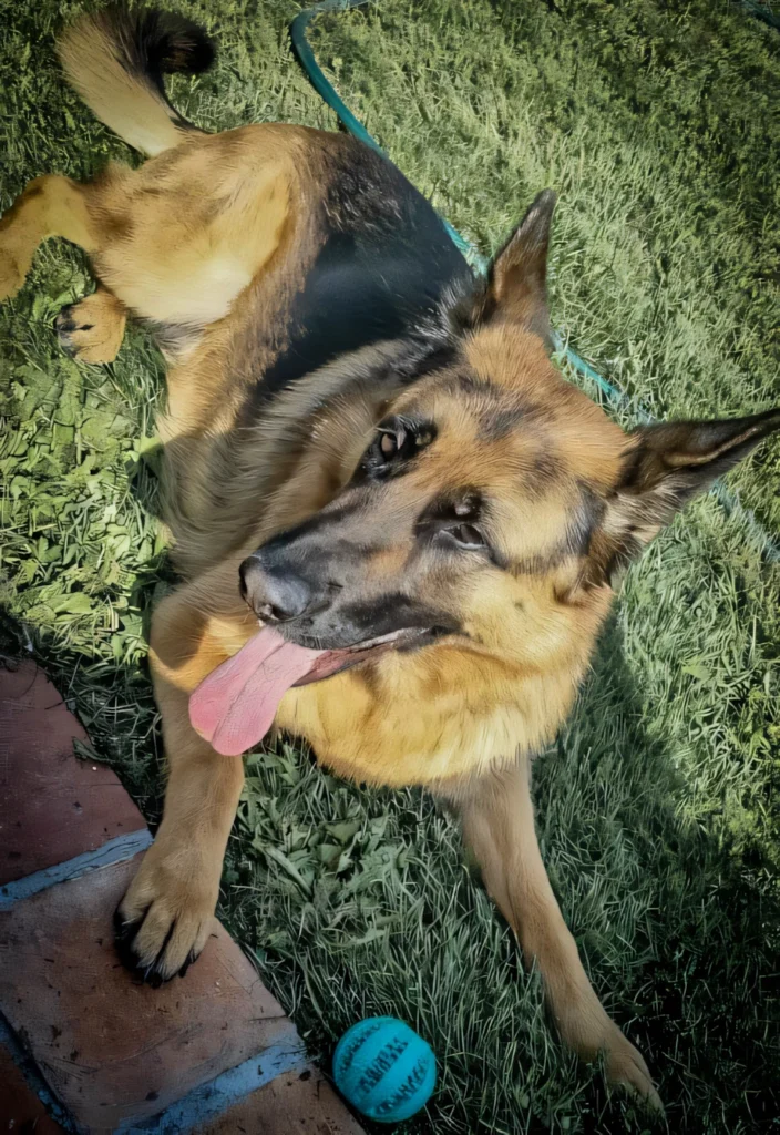 Chien allongé avec sa balle